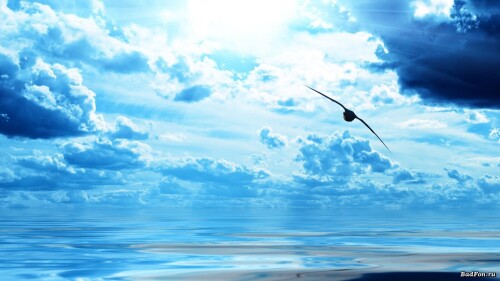 birds1_2246.jpg
