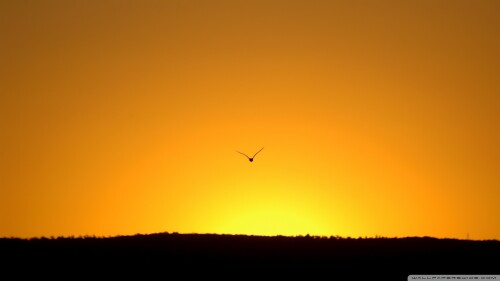 birds1_2265.jpg