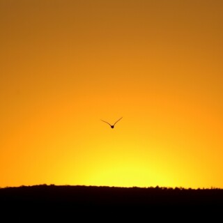 birds1_2265