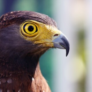 birds1_2269