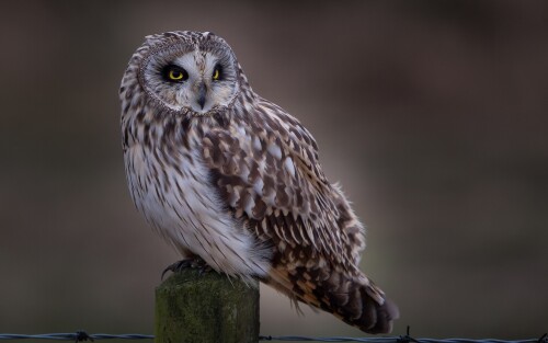 birds1_2273.jpg