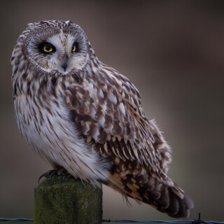 birds1_2273
