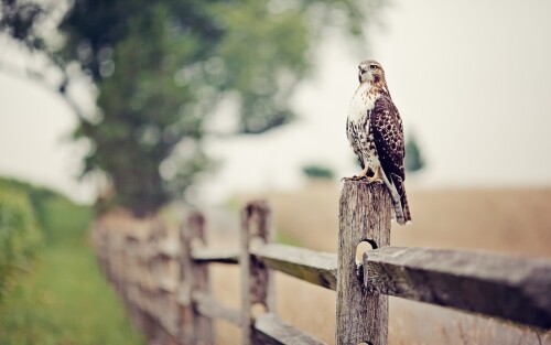 birds1_2280.jpg