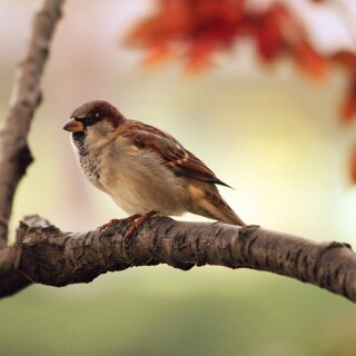 birds1_2293