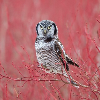 birds1_2318