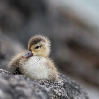 birds1_2324