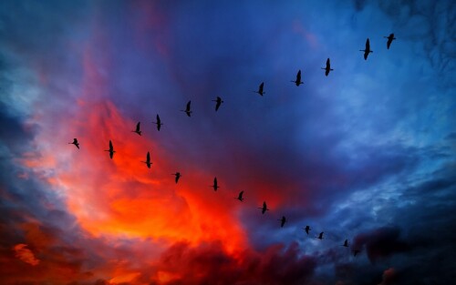 birds1_2326.jpg