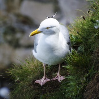 birds1_2332