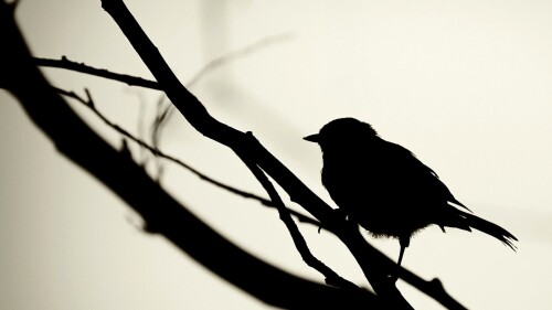 birds1_2345.jpg