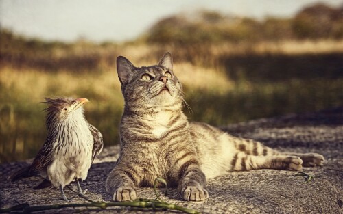 birds1_2347.jpg
