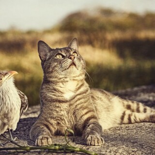 birds1_2347