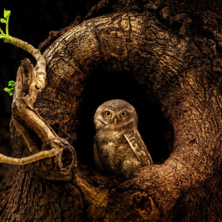 birds1_2351
