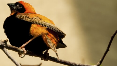 birds1_2380.jpg