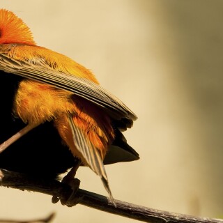 birds1_2380