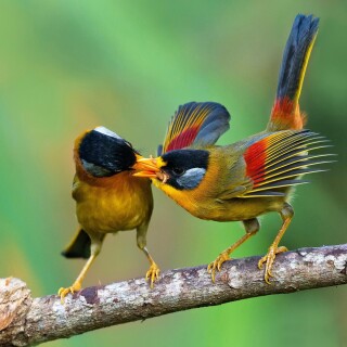 birds1_2382
