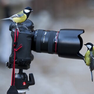 birds1_2385