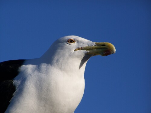 birds1_2387.jpg