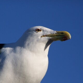 birds1_2387