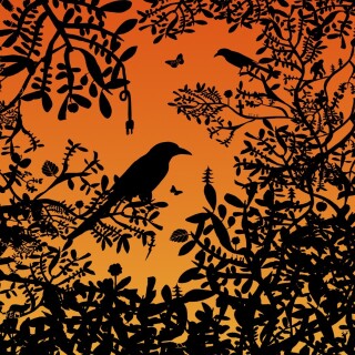 birds1_2404