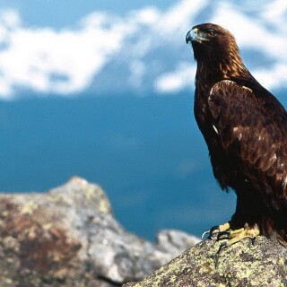 birds1_2439