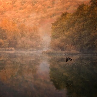 birds1_2453