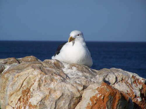 birds1_2454.jpg