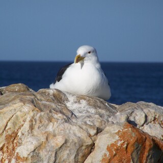 birds1_2454