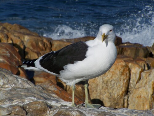 birds1_2455.jpg
