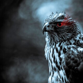 birds1_2459