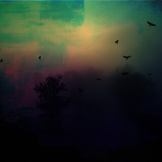 birds1_2461