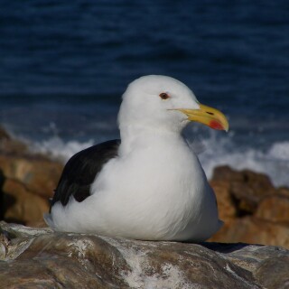 birds1_2473