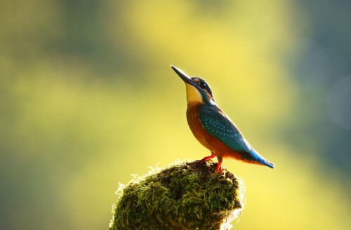 birds1_2476.jpg