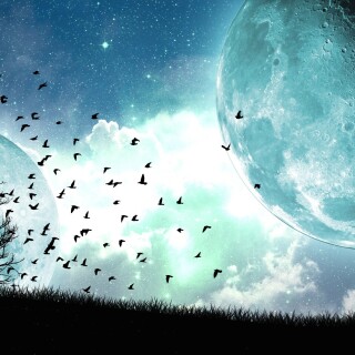 birds1_2489