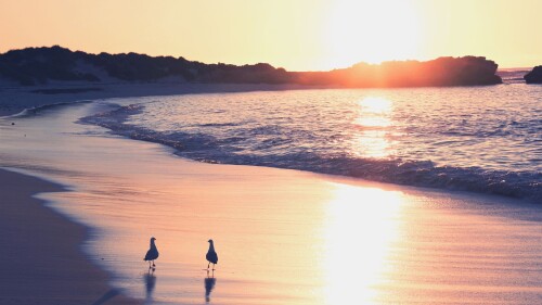 birds1_2491.jpg