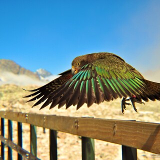 birds1_2494