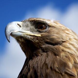 birds1_2499