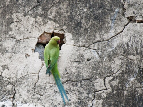 birds1_2513.jpg