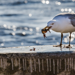 birds1_2514