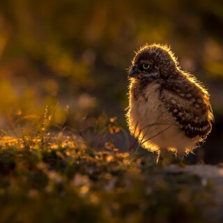 birds1_2518