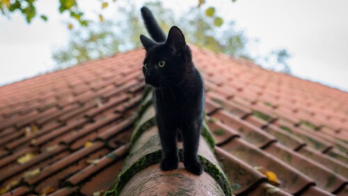 cats1_0003.jpg