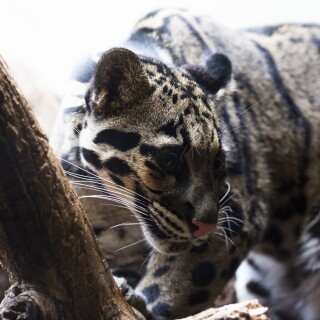 cats1_0006