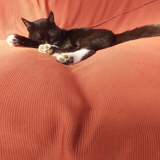 cats1_0008