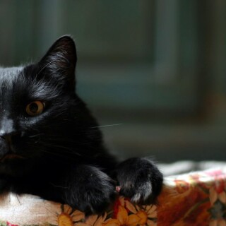 cats1_0012
