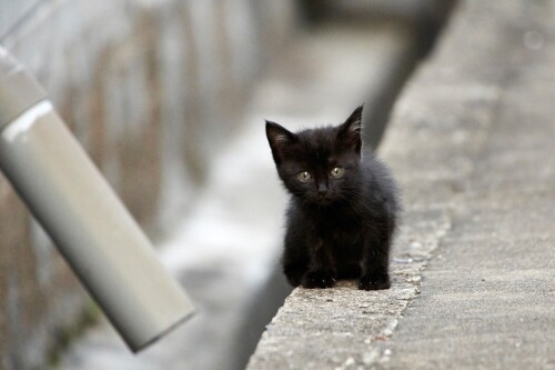 cats1_0014.jpg