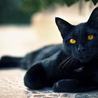 cats1_0018