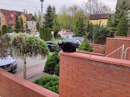 cats1_0020.jpg