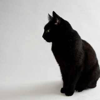 cats1_0029