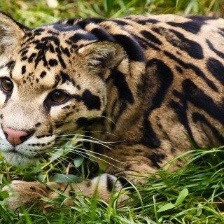 cats1_0038