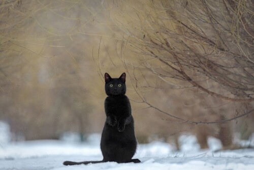 cats1_0040.jpg