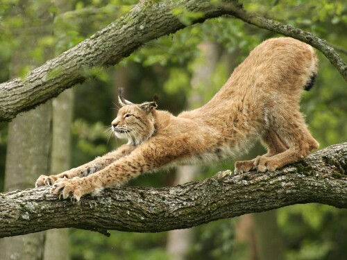 cats1_0043.jpg